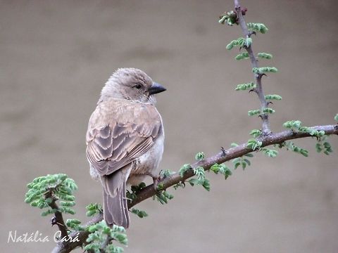 Southern_Grey-headed Sparrow (Passer diffusus) Taken in December 2015, near Windhoek, Namibia. Known as Gryskopmossie, in Afrikaans. Africa,Geotagged,Namibia,Passer,Passer diffusus,Passeridae,Passeriformes,Southern Africa,Southern grey-headed sparrow,Summer,bird,passerine,sparrow