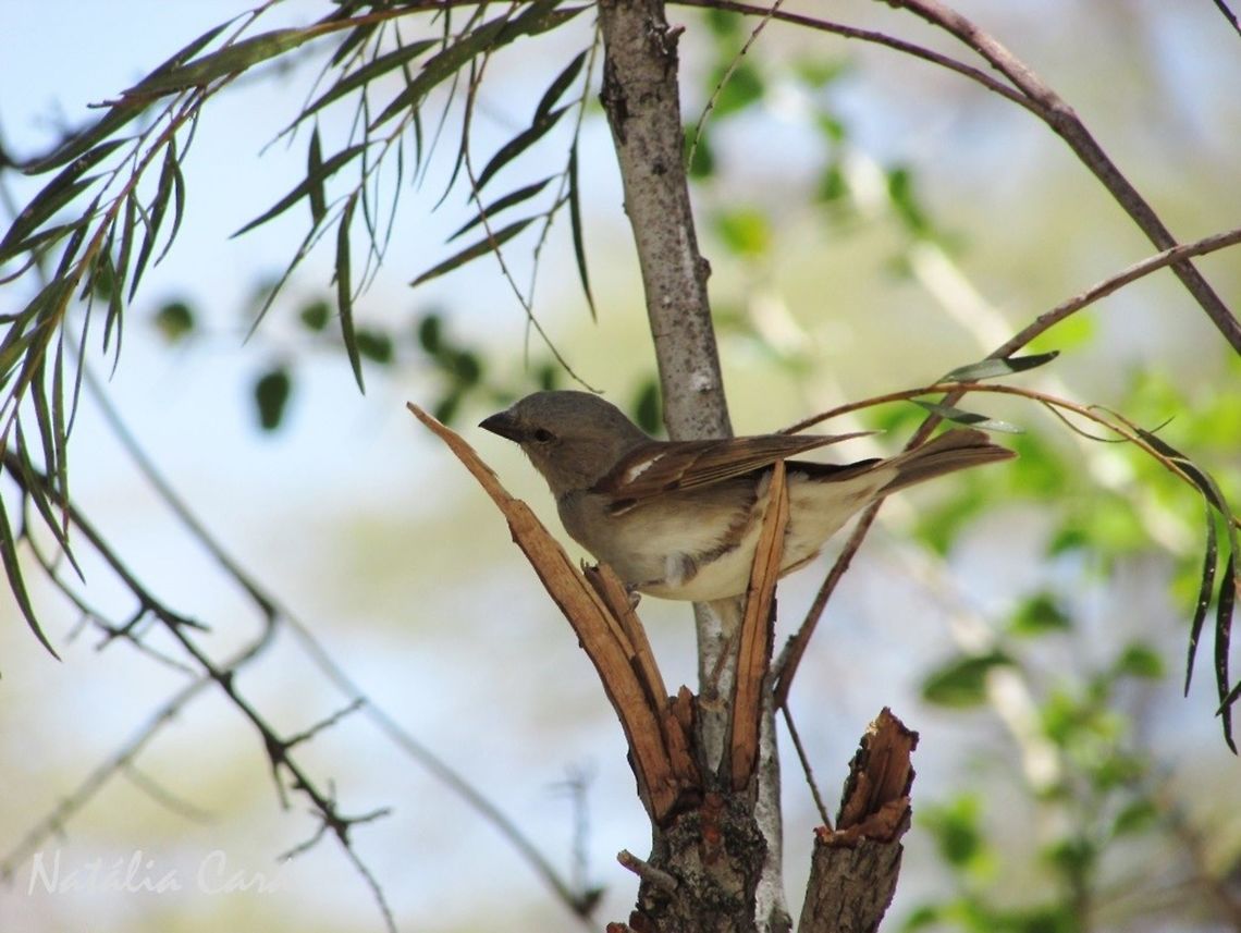 Southern Grey-headed Sparrow (Passer diffusus) Taken in January 2016, in Namibia. Known as Gryskopmossie, in Afrikaans. Africa,Geotagged,Namibia,Passer,Passer diffusus,Passeridae,Passeriformes,Southern Africa,Southern grey-headed sparrow,Summer,bird,passerine,sparrow