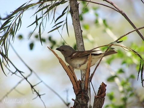 Southern Grey-headed Sparrow (Passer diffusus) Taken in January 2016, in Namibia. Known as Gryskopmossie, in Afrikaans. Africa,Geotagged,Namibia,Passer,Passer diffusus,Passeridae,Passeriformes,Southern Africa,Southern grey-headed sparrow,Summer,bird,passerine,sparrow
