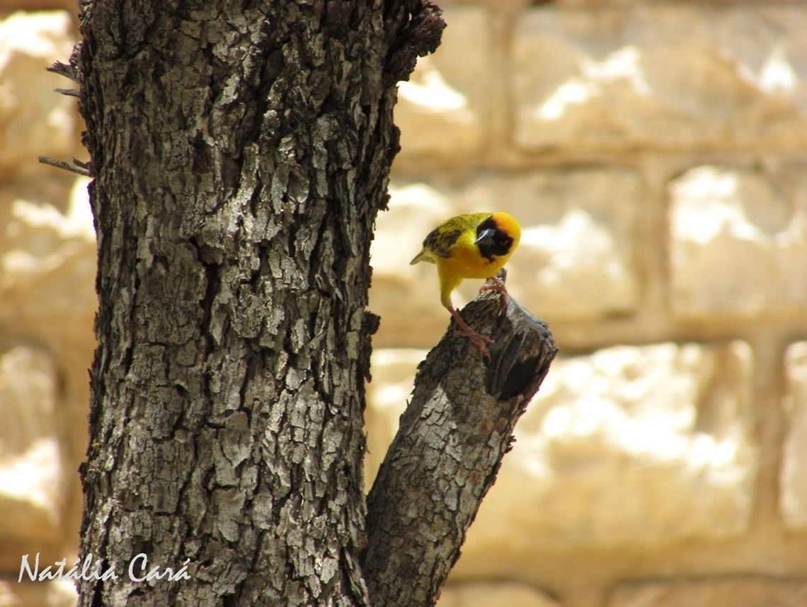 Southern Masked Weaver (Ploceus velatus) Taken in January 2016, in Namibia. Known as Swartkeelgeelvink, in Afrikaans. Africa,Geotagged,Namibia,Passeriformes,Ploceidae,Ploceus,Ploceus velatus,Southern Africa,Southern masked weaver,Summer,bird,passerine,weaver