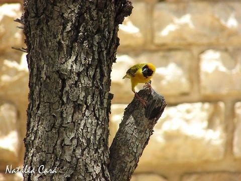 Southern Masked Weaver (Ploceus velatus) Taken in January 2016, in Namibia. Known as Swartkeelgeelvink, in Afrikaans. Africa,Geotagged,Namibia,Passeriformes,Ploceidae,Ploceus,Ploceus velatus,Southern Africa,Southern masked weaver,Summer,bird,passerine,weaver