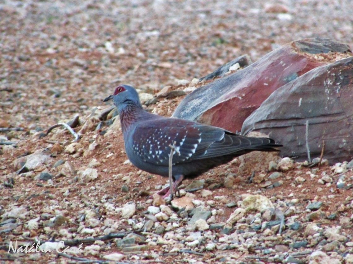 Speckled Pigeon (Columba guinea) Taken in December 2015, in Southern Namibia. Known as Kransduif, in Afrikaans. Africa,Columba,Columba guinea,Columbidae,Columbiformes,Geotagged,Namibia,Southern Africa,Speckled Pigeon,Summer,bird,desert,pigeon