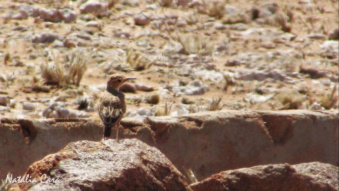 Spike-heeled Lark (Chersomanes albofasciata) Taken in January 2016, in Southern Namibia. Known as Vlaktelewerik, in Afrikaans. Africa,Alaudidae,Chersomanes,Chersomanes albofasciata,Geotagged,Namibia,Passeriformes,Southern Africa,Summer,bird,desert,lark,spike-heeled lark