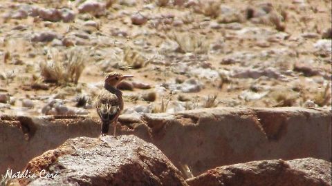 Spike-heeled Lark (Chersomanes albofasciata) Taken in January 2016, in Southern Namibia. Known as Vlaktelewerik, in Afrikaans. Africa,Alaudidae,Chersomanes,Chersomanes albofasciata,Geotagged,Namibia,Passeriformes,Southern Africa,Summer,bird,desert,lark,spike-heeled lark