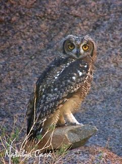 Spotted Eagle-Owl (Bubo africanus) Taken in February 2016, in Southern Namibia. Known as Gevlekte Ooruil, in Afrikaans. Africa,Bubo,Bubo africanus,Geotagged,Namibia,Southern Africa,Spotted Eagle-Owl,Strigidae,Strigiformes,Summer,bird,birds of prey,desert,eagle-owl,owl,raptor
