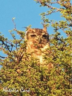 Immature Spotted Eagle-Owl (Bubo africanus) Taken in January 2015, in Southern Namibia. Known as Gevlekte Ooruil, in Afrikaans. Africa,Bubo,Bubo africanus,Geotagged,Immature,Namibia,Southern Africa,Spotted Eagle-Owl,Strigidae,Strigiformes,Summer,bird,birds of prey,desert,eagle-owl,juvenile,owl,raptor