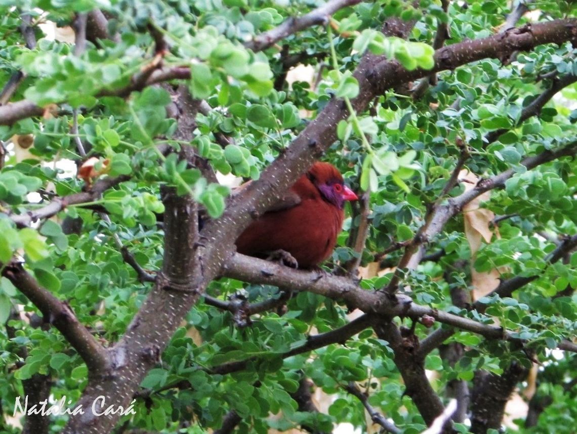 Male Violet-eared Waxbill (Granatina granatina) Taken in December 2015, near Windhoek, Namibia. Known as Koningblousysie, Afrikaans. Africa,Estrildidae,Geotagged,Gratina,Namibia,Passeriformes,Southern Africa,Summer,Uraeginthus granatinus,Violet-eared waxbill,bird,passerine,waxbill