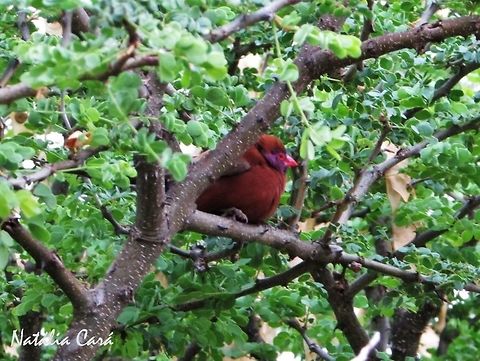 Male Violet-eared Waxbill (Granatina granatina) Taken in December 2015, near Windhoek, Namibia. Known as Koningblousysie, Afrikaans. Africa,Estrildidae,Geotagged,Gratina,Namibia,Passeriformes,Southern Africa,Summer,Uraeginthus granatinus,Violet-eared waxbill,bird,passerine,waxbill