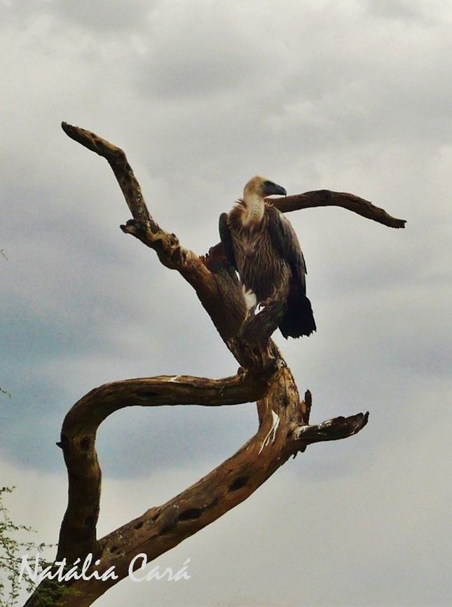 White-backed Vulture (Gyps africanus) Taken in December 2014, near Windhoek, Namibia. Known as Witrugaasvo&euml;l, in Afrikaans. Accipitridae,Accipitriformes,Africa,Birds of Prey,Geotagged,Gyps,Gyps africanus,Namibia,Southern Africa,Summer,White-backed Vulture,bird,raptor,scavangers,vulture