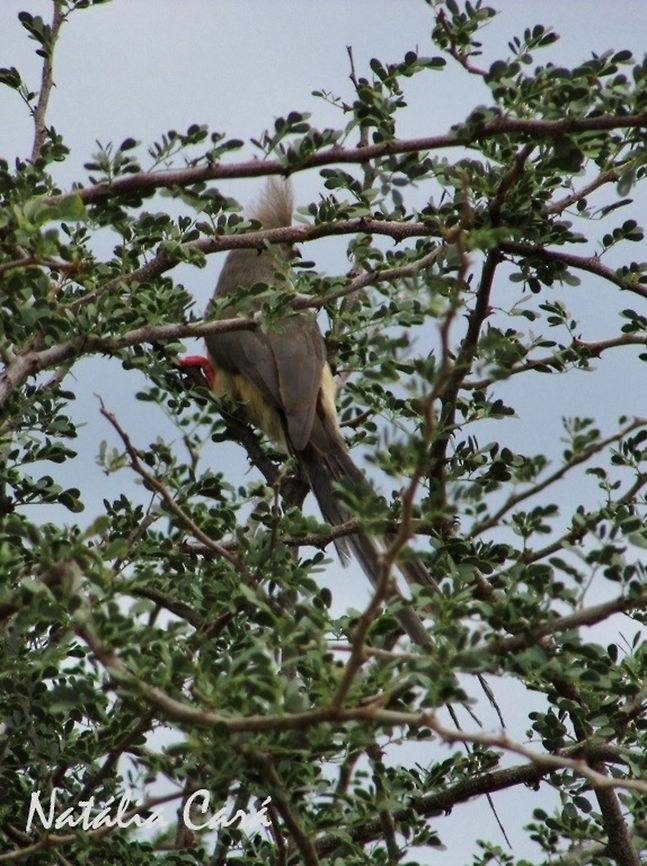 White-backed Mousebird (Colius colius) Taken in February 2016, near Windhoek, Namibia. Known as Witrugmuisvo&euml;l, in Afrikaans. Africa,Coliidae,Coliiformes,Colius,Colius colius,Geotagged,Namibia,Southern Africa,Summer,White-backed mousebird,bird,mousebird