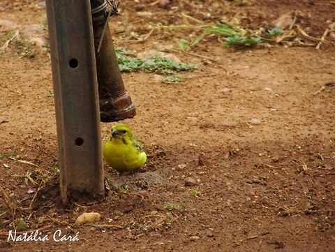 Male Yellow Canary (Crithagra flaviventris) Taken in February 2016, near Windhoek, Namibia. Known as Geelkanarie, in Afrikaans. Africa,Carduelinae,Crithagra,Crithagra flaviventris,Fringillidae,Geotagged,Namibia,Passeriformes,Southern Africa,Summer,Yellow canary,bird,canary
