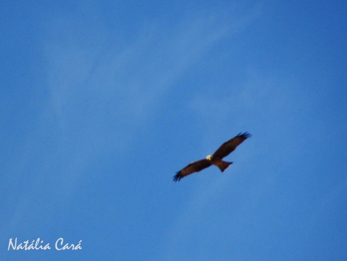 Yellow-billed Kite (Milvus aegyptius) Taken in February 2016, in Southern Namibia. Known as Geelbekwou, in Afrikaans. Accipitridae,Accipitriformes,Africa,Geotagged,Milvus,Milvus aegyptius,Namibia,Southern Africa,Summer,Yellow-billed kite,bird,birds of prey,desert,kite,raptor