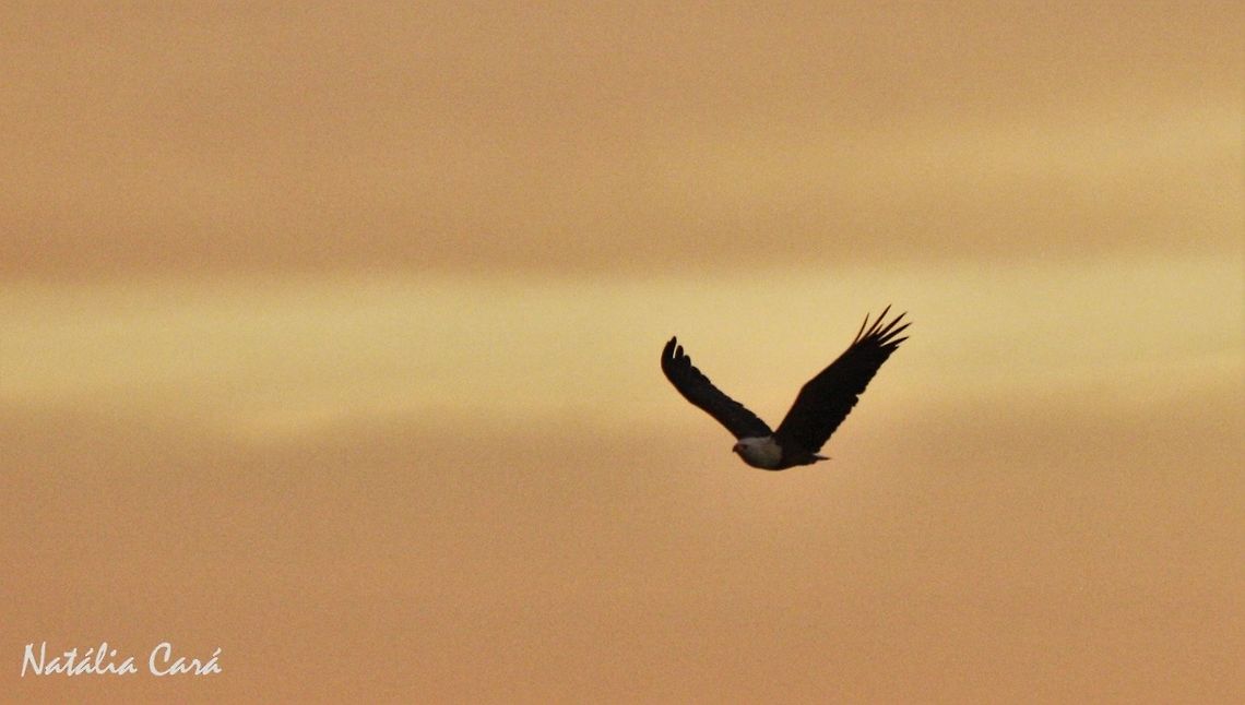 African Fish-Eagle (Haliaeetus vocifer) Taken in March 2015, in Salima, Malawi. Known as Nkwazi in Chichewa. Accipitridae,Accipitriformes,Africa,African fish eagle,Fish-Eagle,Geotagged,Haliaeetus,Haliaeetus vocifer,Malawi,Summer,bird,birds of prey,eagle,raptor