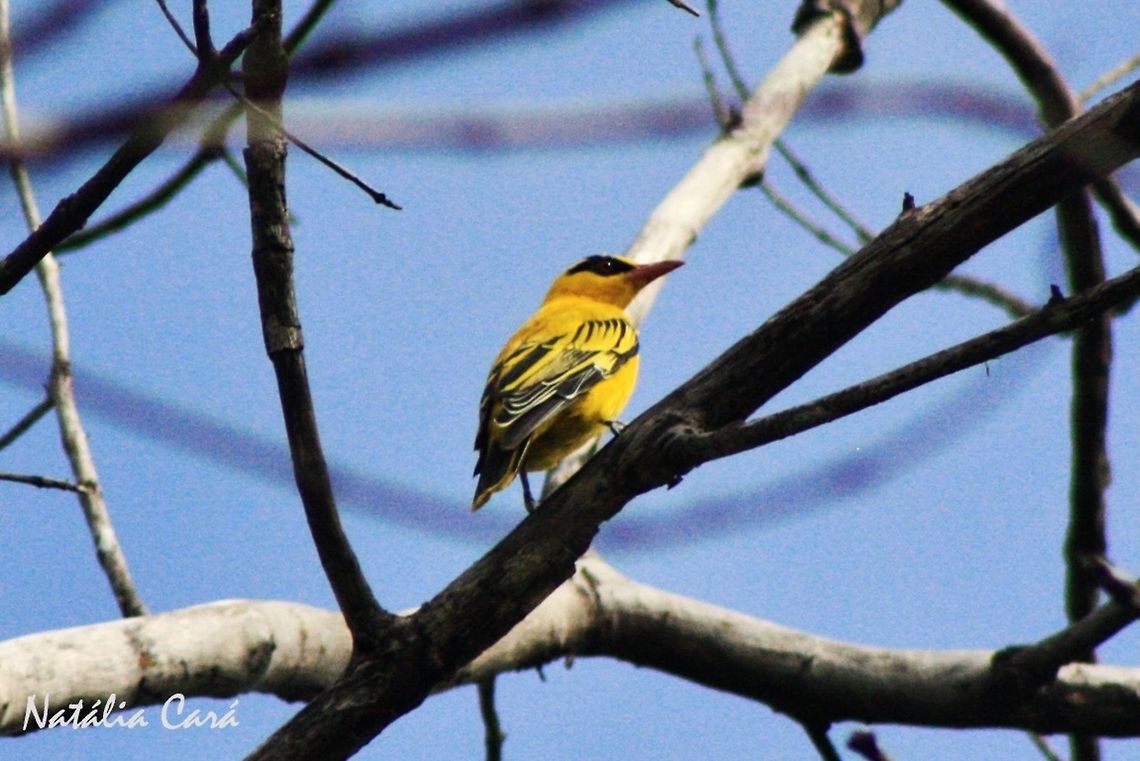 African Golden Oriole (Oriolus auratus) Taken in March 2015, in Salima, Malawi. Africa,African golden oriole,Geotagged,Malawi,Oriolidae,Oriolus,Oriolus auratus,Passeriformes,Summer,bird,oriole,passerine