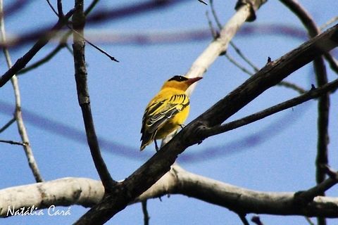 African Golden Oriole (Oriolus auratus) Taken in March 2015, in Salima, Malawi. Africa,African golden oriole,Geotagged,Malawi,Oriolidae,Oriolus,Oriolus auratus,Passeriformes,Summer,bird,oriole,passerine