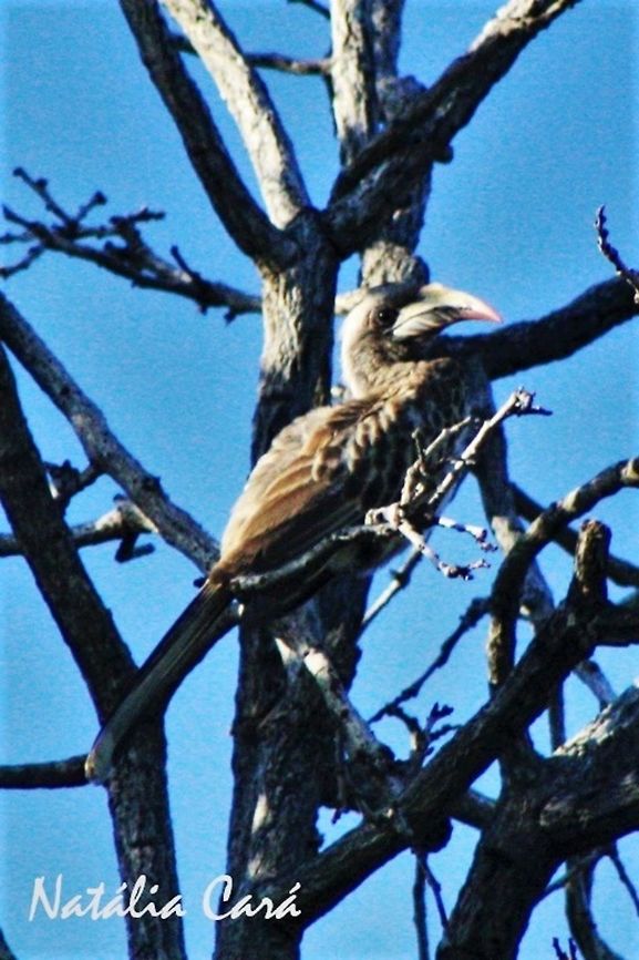 Female African Grey Hornbill (Tockus nasutus) Taken in March 2015, in Salima, Malawi. Knows as Bango or Khope, in Chichewa. Africa,African Grey Hornbill,Bucerotidae,Bucerotiformes,Geotagged,Malawi,Summer,Tockus,Tockus nasutus,bird,hornbill