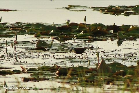 African Jacana (Actophilornis africanus) Taken in March 2015, in Salima, Malawi. Actophilornis,Actophilornis africanus,Africa,African jacana,Charadriiformes,Geotagged,Jacanidae,Malawi,Summer,bird,jacana