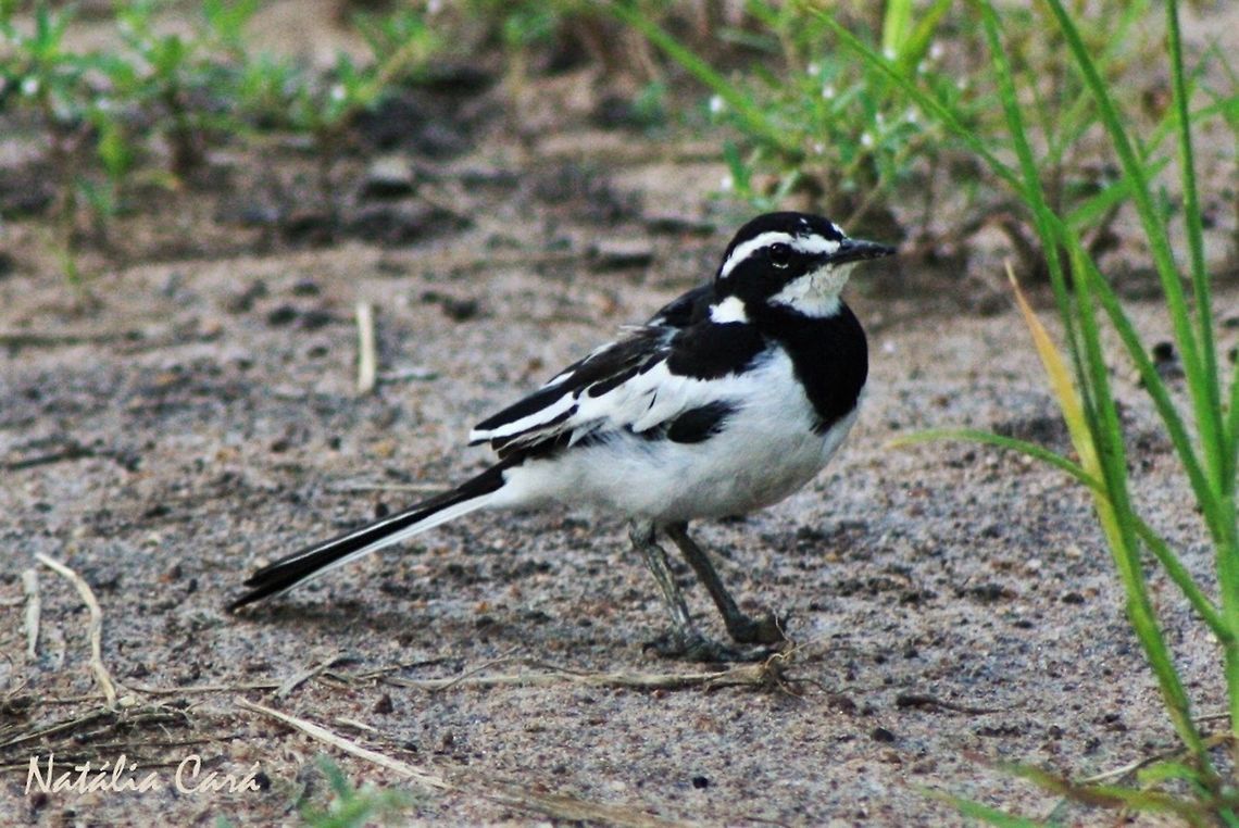 African Pied Wagtail (Motacilla aguimp) Taken in March 2015, in Salima, Malawi.  Africa,African pied wagtail,Geotagged,Malawi,Motacilla,Motacilla aguimp,Motacillidae,Passeriformes,Summer,bird,passerine,wagtail