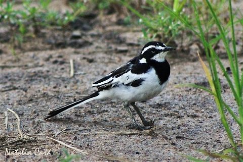 African Pied Wagtail (Motacilla aguimp) Taken in March 2015, in Salima, Malawi.  Africa,African pied wagtail,Geotagged,Malawi,Motacilla,Motacilla aguimp,Motacillidae,Passeriformes,Summer,bird,passerine,wagtail