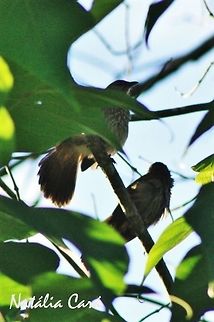 Arrow-marked Babbler (Turdoides jardineii) Taken in March 2015, in Salima, Malawi. Africa,Babbler,Geotagged,Leiotrichidae,Malawi,Passeriformes,Summer,Turdoides,Turdoides jardineii,arrow-marked babbler,bird