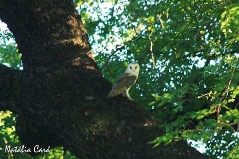 Barn Owl (Tyto alba) Taken in March 2015, in Salima, Malawi. Africa,Barn Owl,Geotagged,Malawi,Raptors,Strigiformes,Summer,Tyto,Tyto alba,Tytonidae,bird,birds of prey,owl