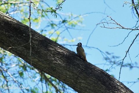 Female Bearded Woodpecker (Dendropicos namaquus) Taken in March 2015, in Salima, Malawi. Africa,Chloropicus namaquus,Dendropicos,Dendropicos namaquus,Geotagged,Malawi,Picidae,Piciformes,Summer,bearded woodpecker,bird,female,woodpecker