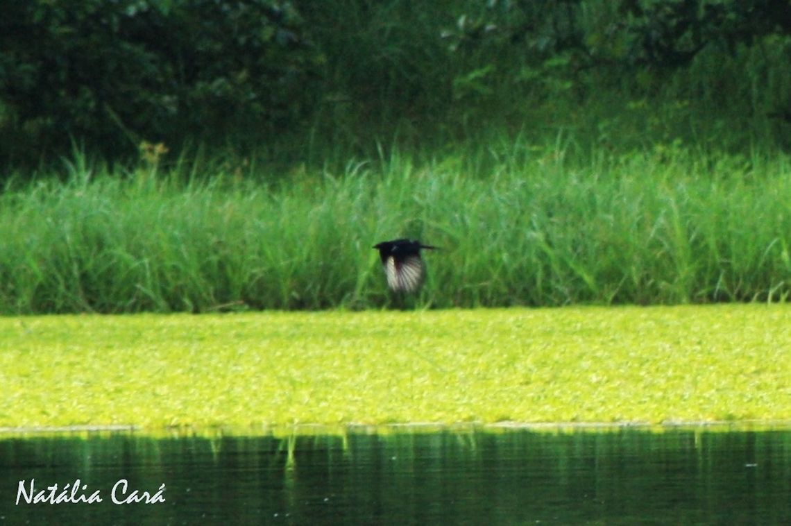Black Cuckoo (Cuculus clamosus) Taken in March 2015, in Salima, Malawi Africa,Black cuckoo,Cuculidae,Cuculiformes,Cuculus,Cuculus clamosus,Geotagged,Malawi,Summer,bird,cuckoo