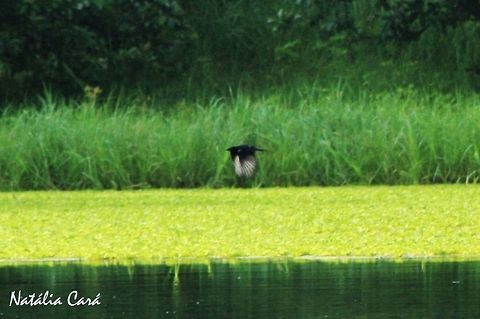 Black Cuckoo (Cuculus clamosus) Taken in March 2015, in Salima, Malawi Africa,Black cuckoo,Cuculidae,Cuculiformes,Cuculus,Cuculus clamosus,Geotagged,Malawi,Summer,bird,cuckoo