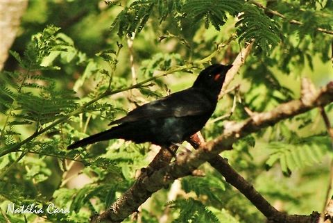 Black Cuckooshrike (Campephaga flava) Taken in March 2015, in Salima, Malawi. Africa,Black cuckooshrike,Campephaga,Campephaga flava,Campephagidae,Geotagged,Malawi,Passeriformes,Summer,bird,cuckooshrike