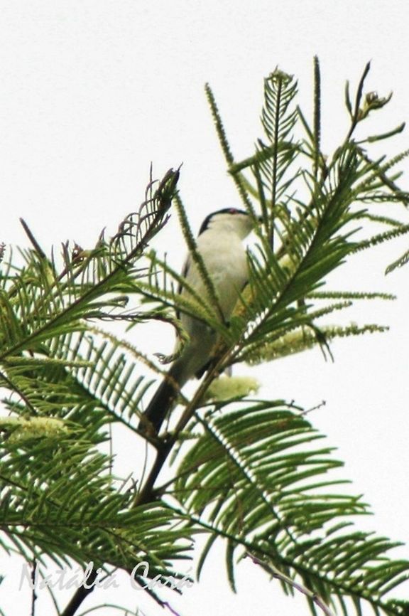 Black-backed Puffback (Dryoscopus cubla) Taken in March 2015, in Salima, Malawi. Known as Civuwe, in Chichewa. Africa,Black-backed Puffback,Dryoscopus,Dryoscopus cubla,Geotagged,Malaconotidae,Malawi,Passeriformes,Summer,bird,puffback