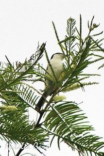 Black-backed Puffback (Dryoscopus cubla) Taken in March 2015, in Salima, Malawi. Known as Civuwe, in Chichewa. Africa,Black-backed Puffback,Dryoscopus,Dryoscopus cubla,Geotagged,Malaconotidae,Malawi,Passeriformes,Summer,bird,puffback