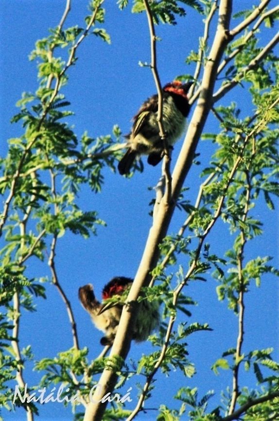 Black-collared Barbet (Lybius torquatus) Taken in March 2015, in Salima, Malawi. Known as Chilegodo, in Chichewa. Africa,Black-collared Barbet,Geotagged,Lybiidae,Lybius,Lybius torquatus,Malawi,Piciformes,Summer,barbet,bird