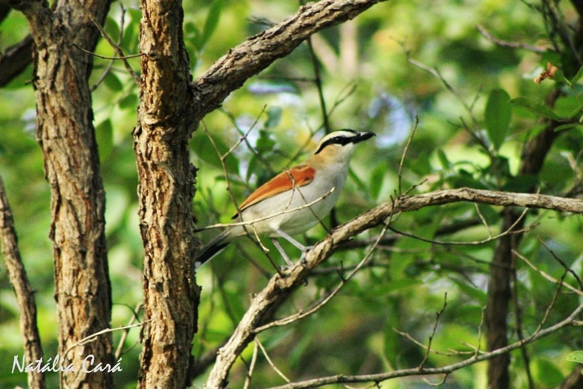Black-crowned Tchagra (Tchagra senegalus) Taken in March 2015, in Salima, Malawi. Africa,Black-crowned tchagra,Geotagged,Malaconotidae,Malawi,Passeriformes,Summer,Tchagra senegala,Tchagra senegalus,bird,tchagra