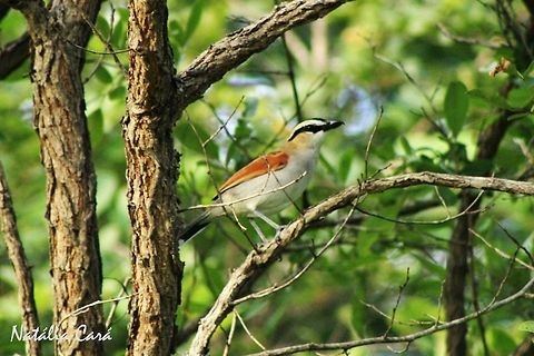 Black-crowned Tchagra (Tchagra senegalus) Taken in March 2015, in Salima, Malawi. Africa,Black-crowned tchagra,Geotagged,Malaconotidae,Malawi,Passeriformes,Summer,Tchagra senegala,Tchagra senegalus,bird,tchagra