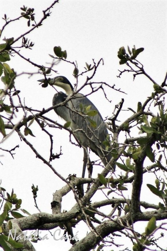 Black-headed Heron (Ardea melanocephala) Taken in March 2015, in Salima, Malawi. Known as Kongwe, in Chichewa. Africa,Ardea melanocephala,Ardeidae,Black-headed Heron,Geotagged,Malawi,Pelecaniformes,Summer,bird