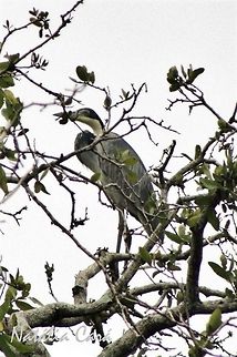 Black-headed Heron (Ardea melanocephala) Taken in March 2015, in Salima, Malawi. Known as Kongwe, in Chichewa. Africa,Ardea melanocephala,Ardeidae,Black-headed Heron,Geotagged,Malawi,Pelecaniformes,Summer,bird