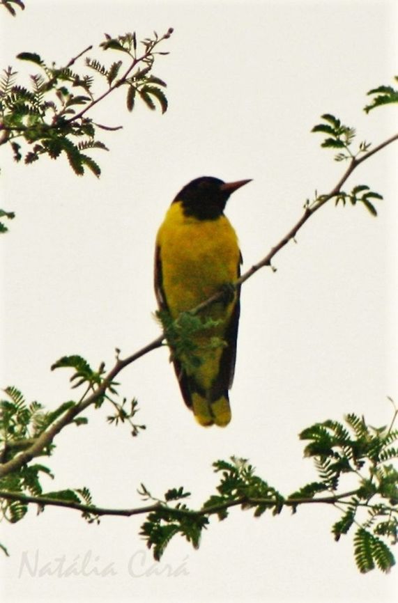 Black-headed Oriole (Oriolus chlorocephalus) Taken in March 2015, in Salima, Malawi. Known as Nkwiyo, in Chichewa. Africa,Black-headed Oriole,Geotagged,Malawi,Oriolidae,Oriolus,Oriolus larvatus,Passeriformes,Summer,bird,oriole