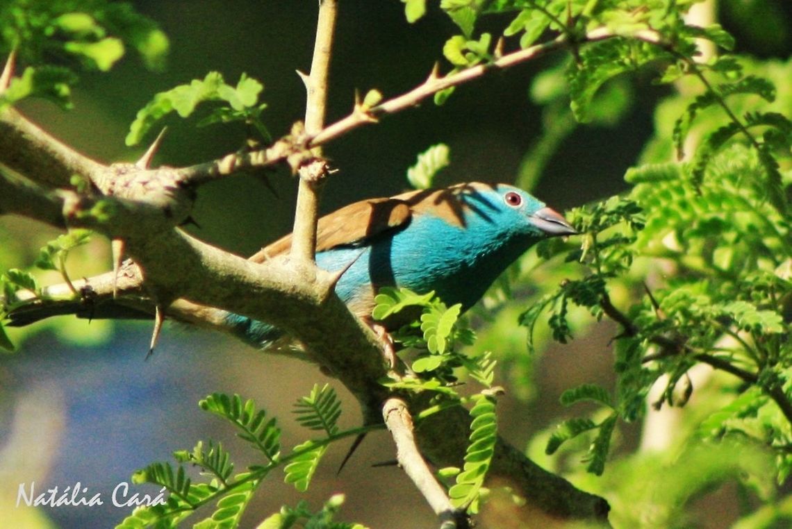 Blue Waxbill (Uraeginthus angolensis) Taken in March 2015, in Salima, Malawi. Known as Silisili, in Chichewa. Africa,Blue Waxbill,Estrildidae,Geotagged,Malawi,Passeriformes,Summer,Uraeginthus,Uraeginthus angolensis,bird,cordon-bleu,waxbill