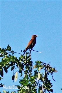 Boad-billed Roller (Eurystomus glaucurus) Taken in March 2015, in Salima, Malawi. Africa,Cinnamon roller,Coraciidae,Coraciiformes,Eurystomus,Eurystomus glaucurus,Geotagged,Malawi,Summer,bird,broad-billed roller,roller
