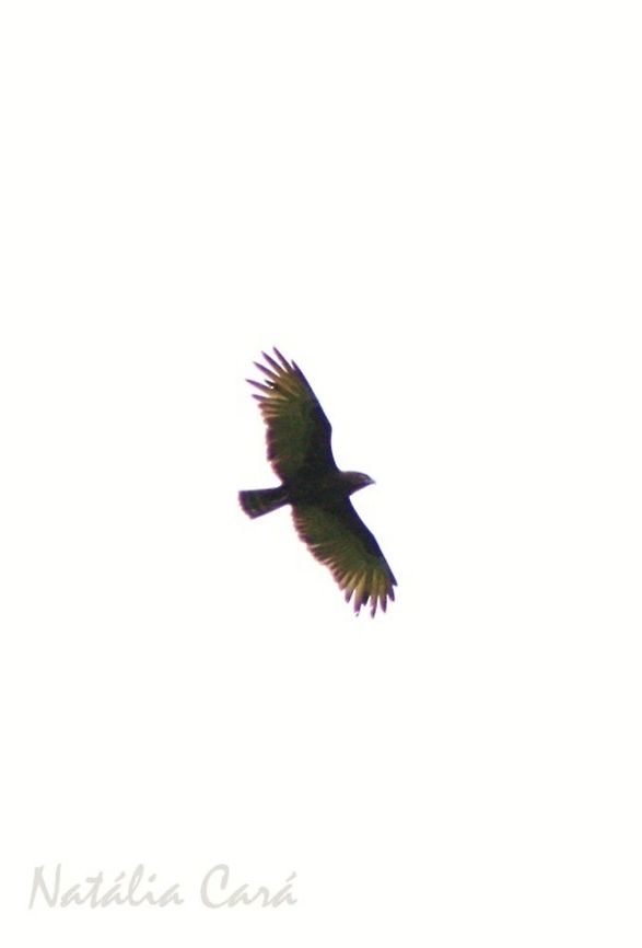Brown Snake-Eagle (Circaetus cinereus) Taken in March 2015, in Salima, Malawi. Accipitridae,Accipitriformes,Africa,Brown snake eagle,Circaetus,Circaetus cinereus,Geotagged,Malawi,Summer,bird,birds of prey,eagle,raptor,snake-eagle