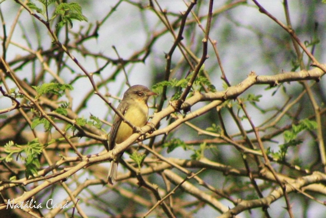 Burnt-necked Eremomela (Eremomela usticollis) Taken in March 2015, in Salima, Malawi. Africa,Burnt-necked eremomela,Cisticolidae,Eremomela usticollis,Geotagged,Malawi,Passeriformes,Summer,bird,eremomela,passerine