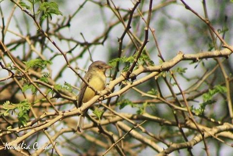 Burnt-necked Eremomela (Eremomela usticollis) Taken in March 2015, in Salima, Malawi. Africa,Burnt-necked eremomela,Cisticolidae,Eremomela usticollis,Geotagged,Malawi,Passeriformes,Summer,bird,eremomela,passerine
