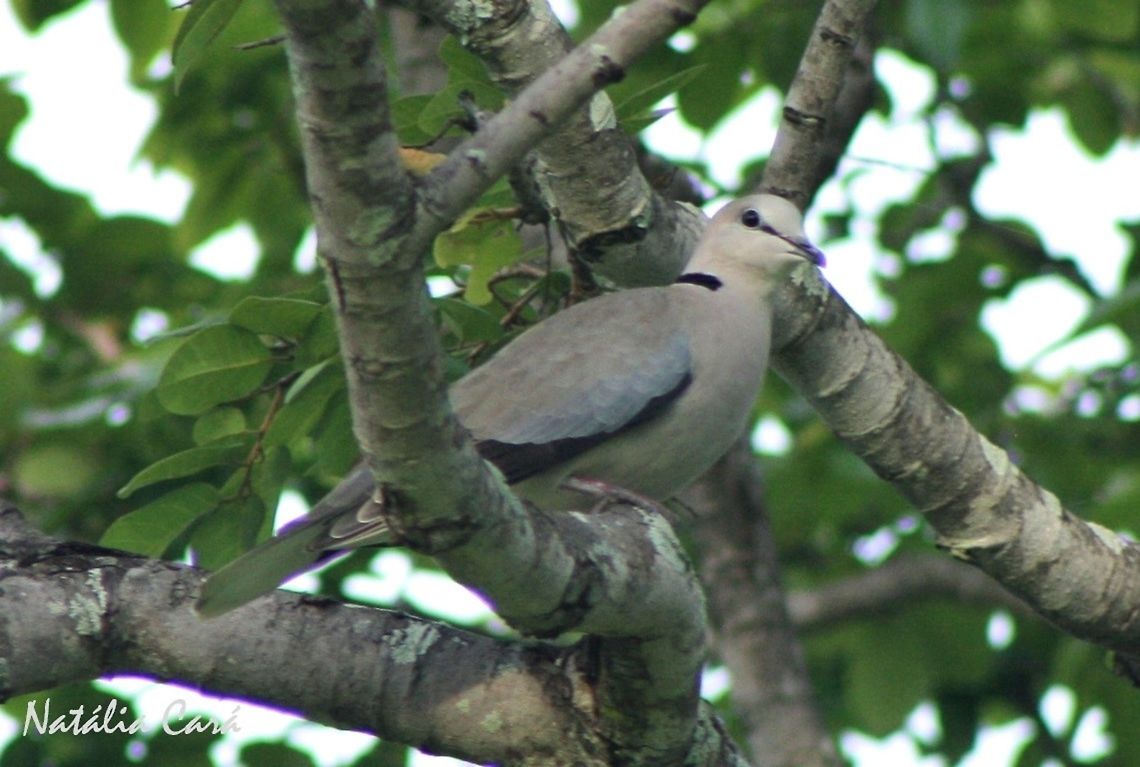 Cape Turtle-Dove (Streptopelia capicola) Taken in March 2015, in Salima, Malawi. Known as Njiwa, in Chichewa. Africa,Columbidae,Columbiformes,Geotagged,Malawi,Ring-necked dove,Streptopelia,Streptopelia capicola,Summer,bird,dove