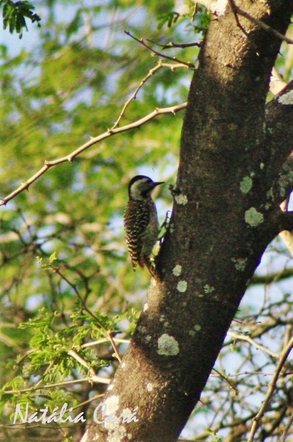 Female Cardinal Woodpecker (Dendropicos fuscescens) Taken in March 2015, in Salima, Malawi. Known as Gogomphanda, in Chichewa. Africa,Cardinal woodpecker,Dendropicos,Dendropicos fuscescens,Geotagged,Malawi,Picidae,Piciformes,Summer,bird,woodpecker