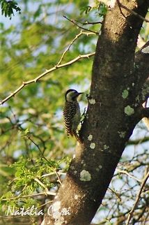 Female Cardinal Woodpecker (Dendropicos fuscescens) Taken in March 2015, in Salima, Malawi. Known as Gogomphanda, in Chichewa. Africa,Cardinal woodpecker,Dendropicos,Dendropicos fuscescens,Geotagged,Malawi,Picidae,Piciformes,Summer,bird,woodpecker