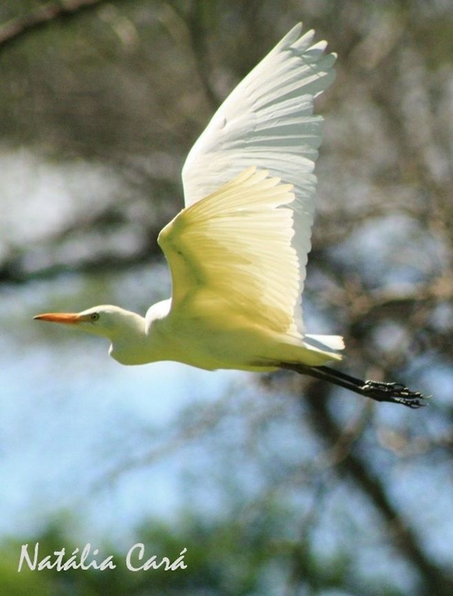 Cattle Egret (Bubulcus ibis) Taken in March 2015, in Salima, Malawi. Known as Kakowa, in Chichewa. Africa,Ardeidae,Bubulcus,Bubulcus ibis,Cattle egret,Geotagged,Malawi,Pelecaniformes,Summer,bird,egret,heron,in flight