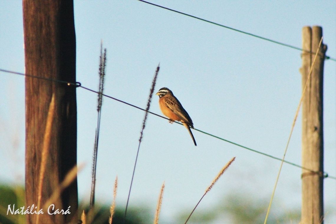Cinnamon-breasted Bunting (Emberiza tahapisi) Taken in March 2015, in Salima, Malawi. Africa,Cinnamon-breasted bunting,Emberiza,Emberiza tahapisi,Emberizidae,Geotagged,Malawi,Passeriformes,Summer,bird,bunting,passerine