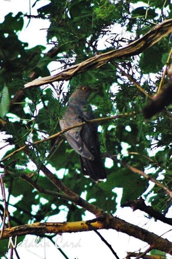 Common Cuckoo (Cuculus canorus) Taken in March 2015, in Salima, Malawi. Africa,Common Cuckoo,Cuculidae,Cuculiformes,Cuculus,Cuculus canorus,Geotagged,Malawi,Summer,bird,cuckoo