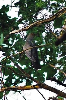 Common Cuckoo (Cuculus canorus) Taken in March 2015, in Salima, Malawi. Africa,Common Cuckoo,Cuculidae,Cuculiformes,Cuculus,Cuculus canorus,Geotagged,Malawi,Summer,bird,cuckoo