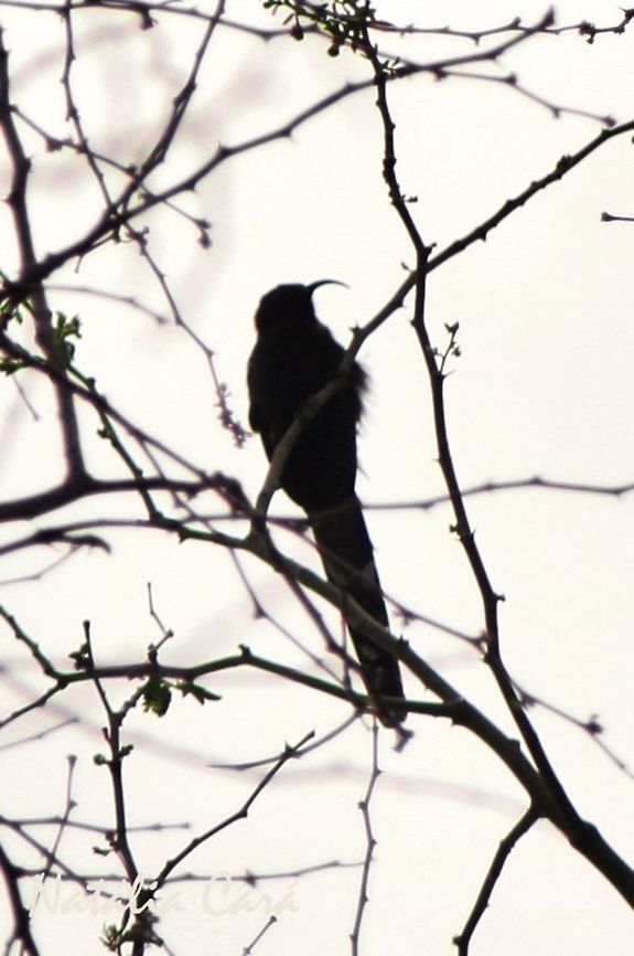 Common Scimitarbill (Rhinopomastus cyanomelas) Taken in March 2015, in Salima, Malawi. Africa,Bucerotiformes,Common scimitarbill,Geotagged,Malawi,Phoeniculidae,Rhinopomastus,Rhinopomastus cyanomelas,Summer,bird,scimitarbill